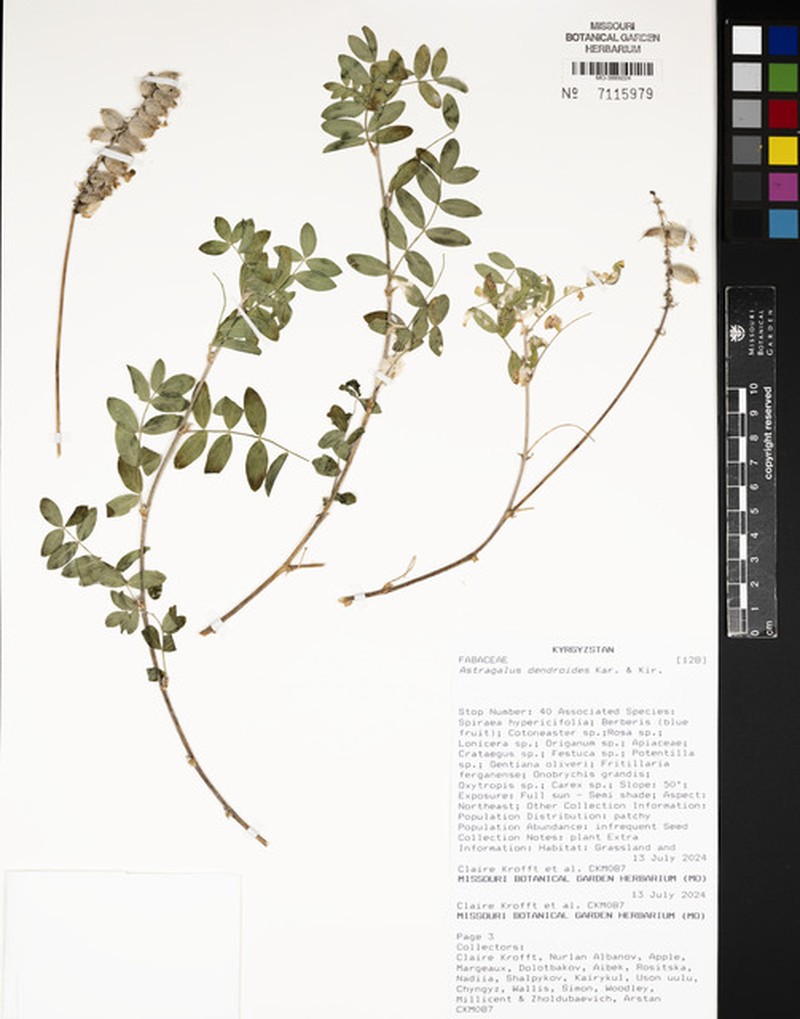 Astragalus dendroides