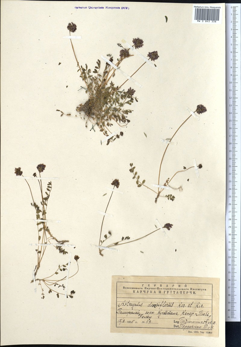 Astragalus densiflorus