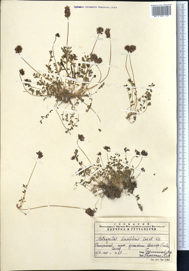 Astragalus densiflorus photo 2