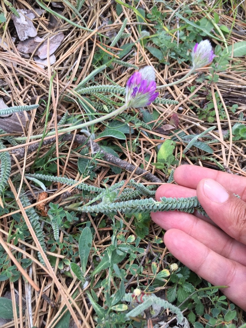 Astragalus densifolius