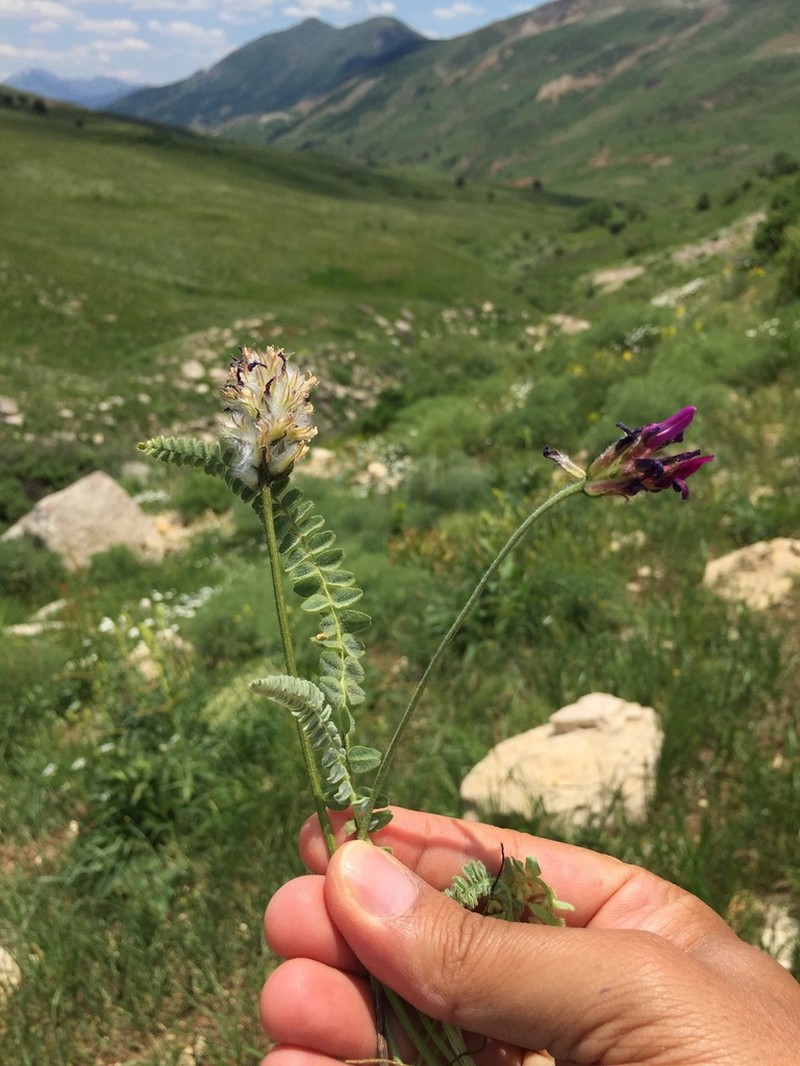 Astragalus densifolius photo 2