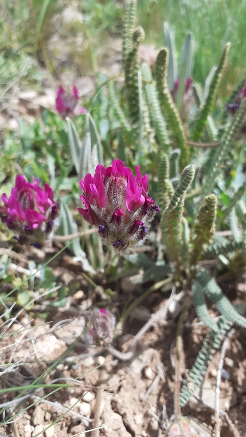 Astragalus densifolius photo 3