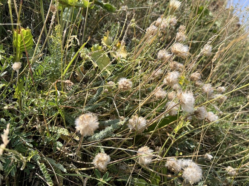 Astragalus densifolius photo 4