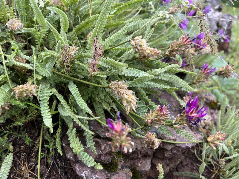 Astragalus densifolius photo 5