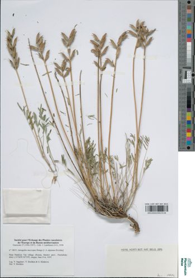 Astragalus densifolius subsp. densifolius