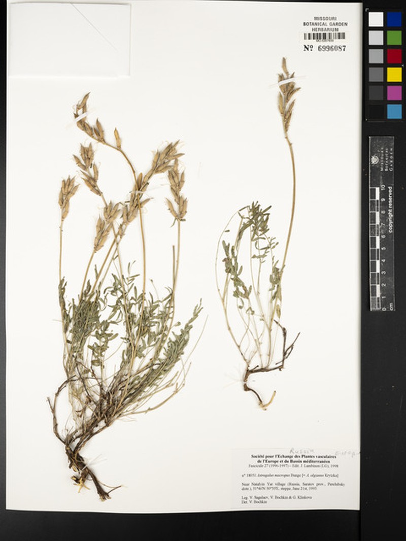 Astragalus densifolius subsp. densifolius photo 2