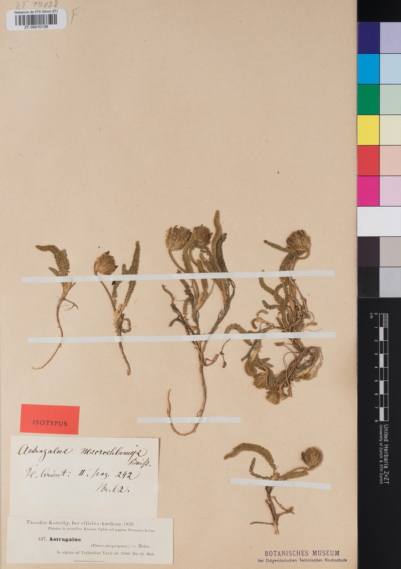 Astragalus densifolius subsp. densifolius photo 3