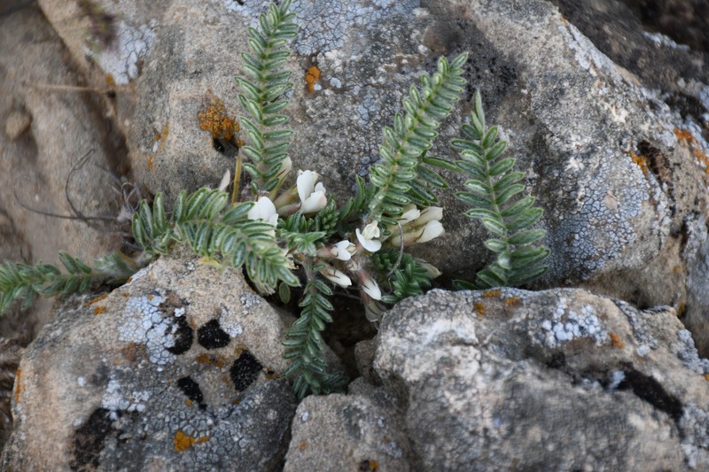 Astragalus densus photo 4