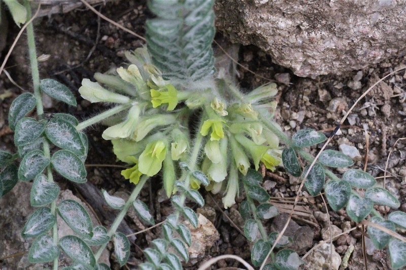 Astragalus densus photo 5