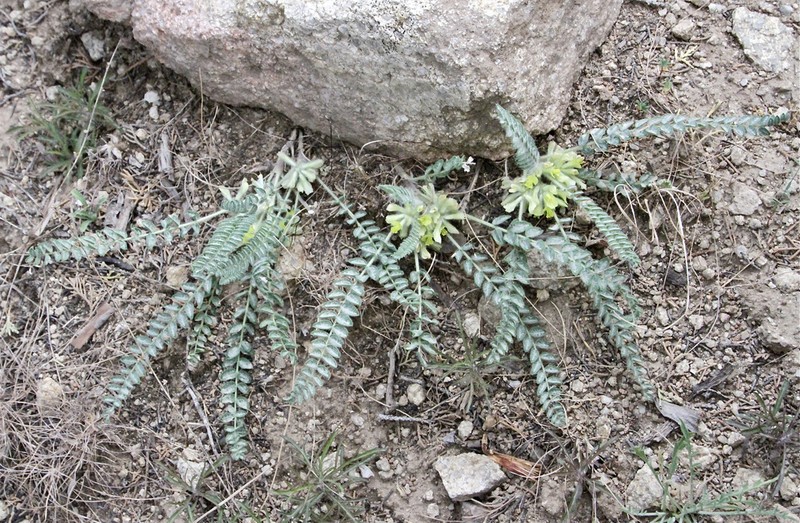 Astragalus densus
