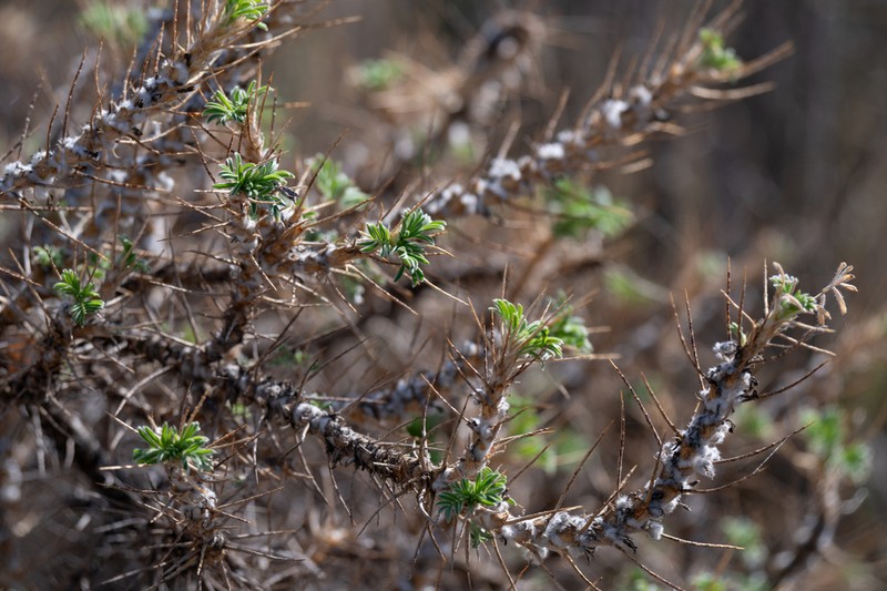 Astragalus denudatus photo 3