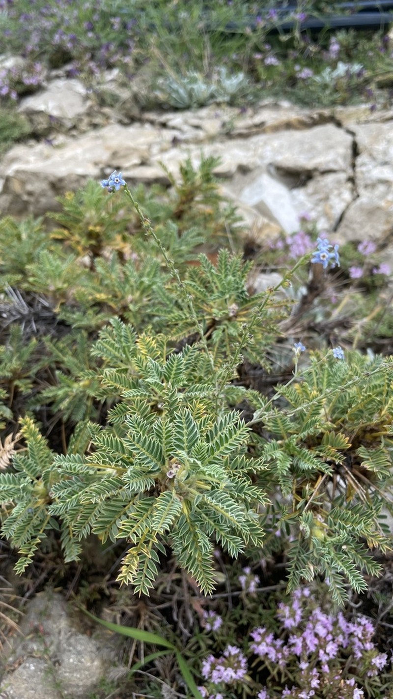 Astragalus denudatus photo 5