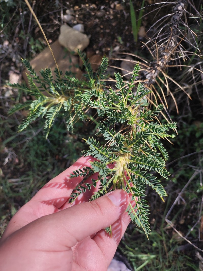 Astragalus denudatus photo 6