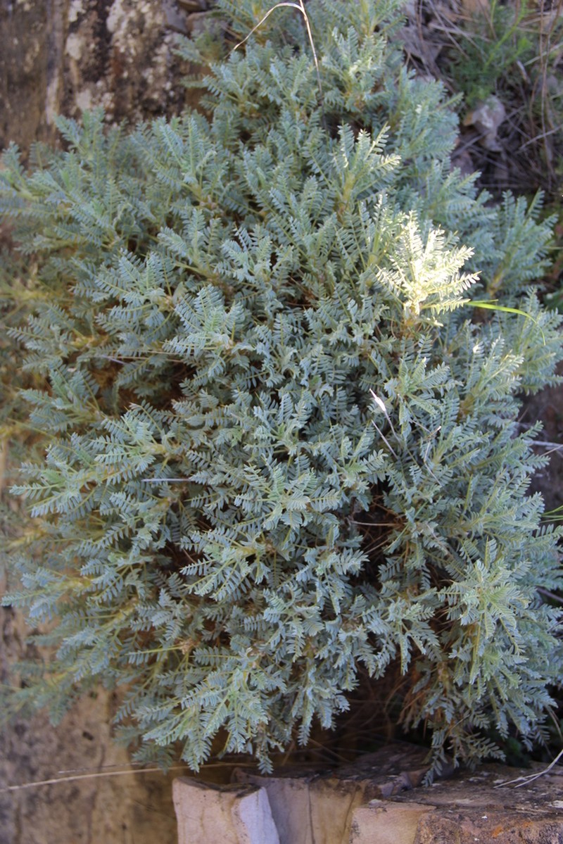 Astragalus denudatus photo 7