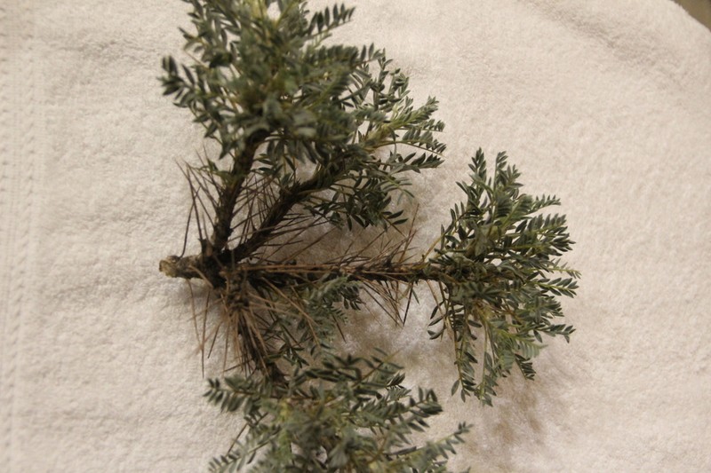 Astragalus denudatus photo 8