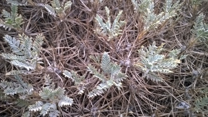 Astragalus denudatus