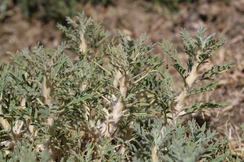 Astragalus denudatus photo 2