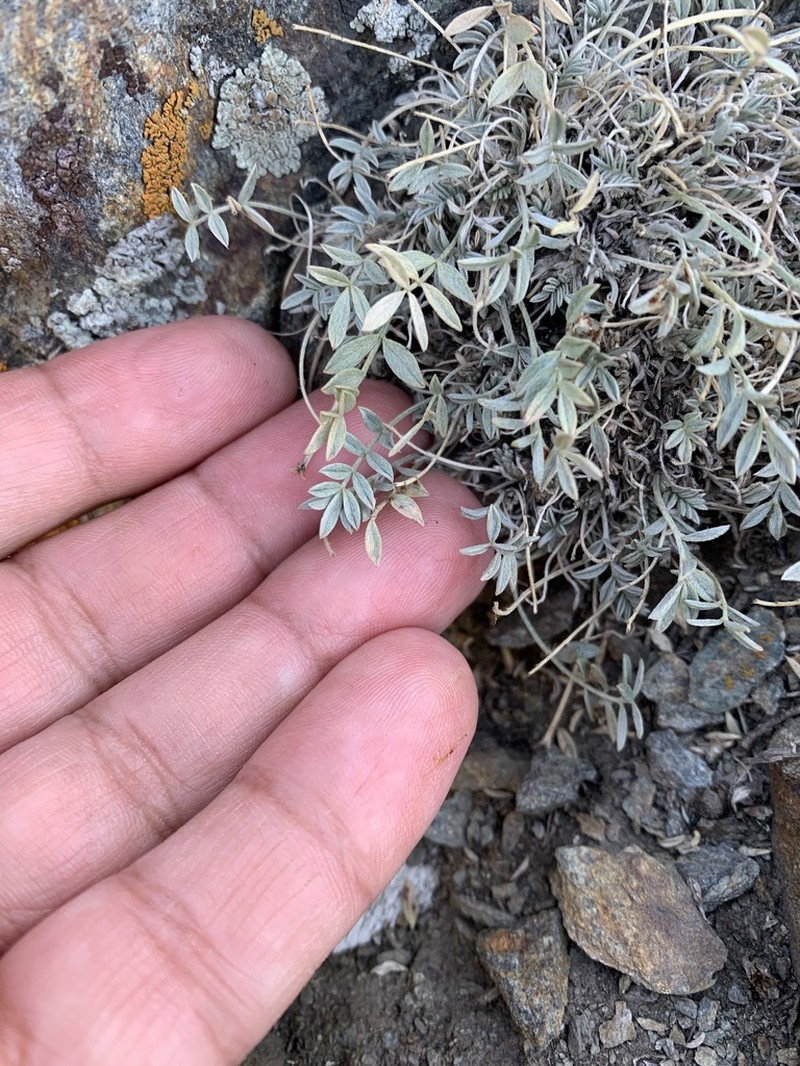 Astragalus depauperatus
