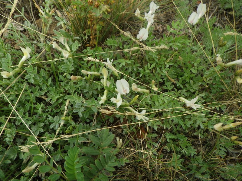 Astragalus depauperatus photo 2