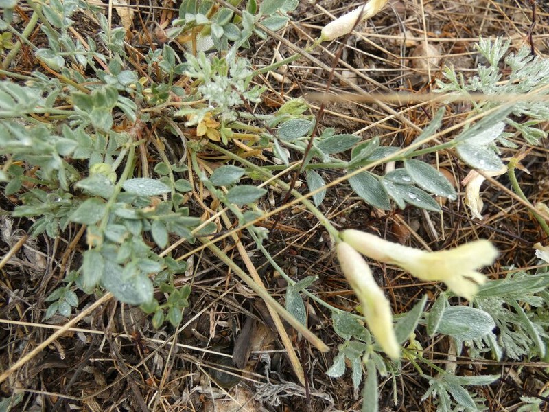 Astragalus depauperatus photo 4