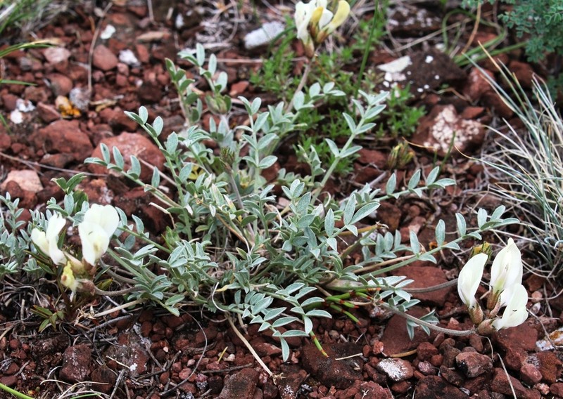 Astragalus depauperatus photo 5
