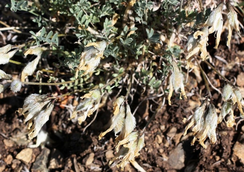 Astragalus depauperatus photo 6