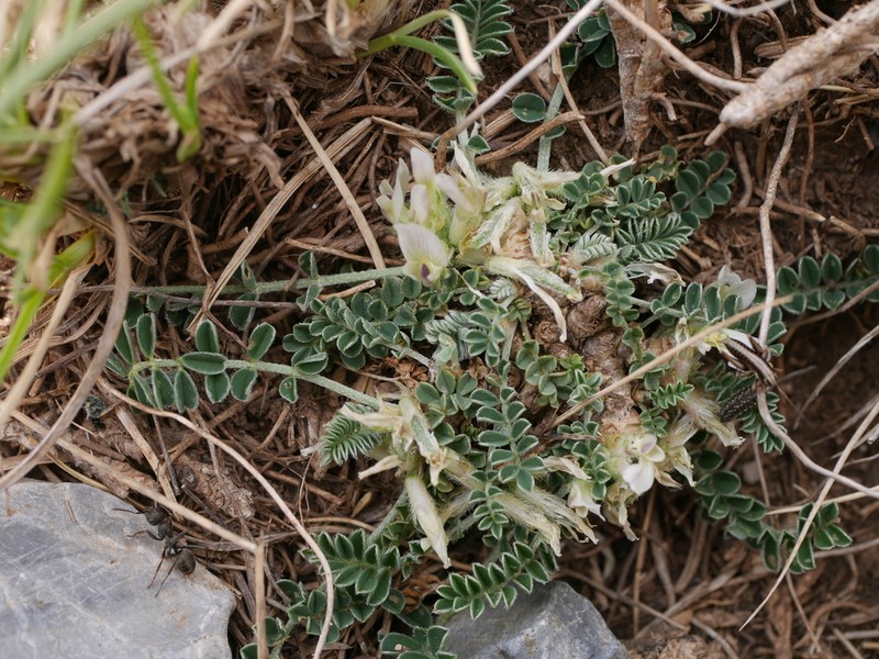 Astragalus depressus