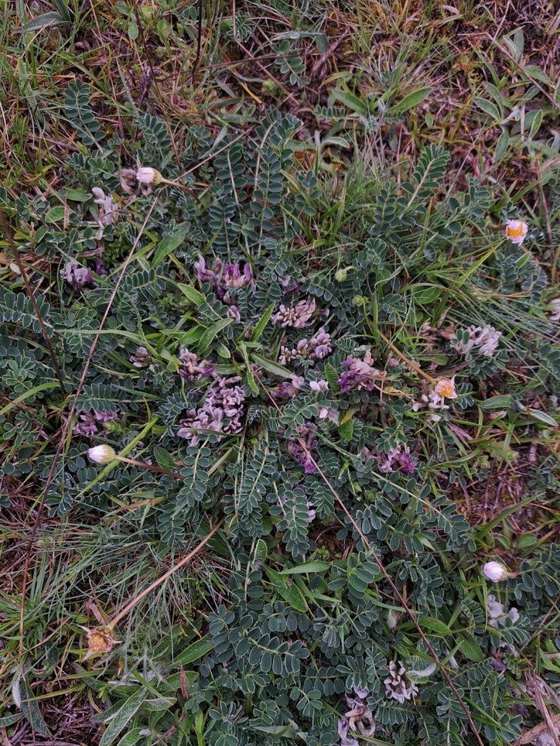 Astragalus depressus photo 2