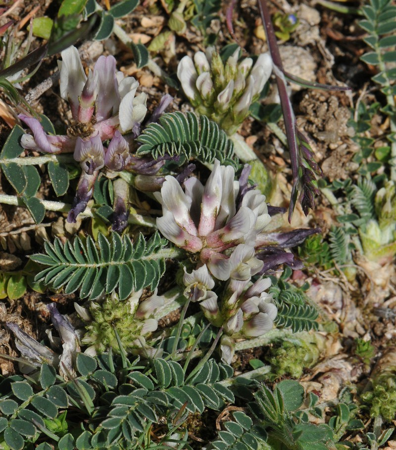 Astragalus depressus photo 3