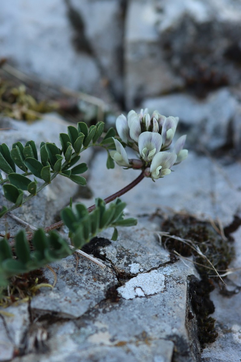 Astragalus depressus photo 4