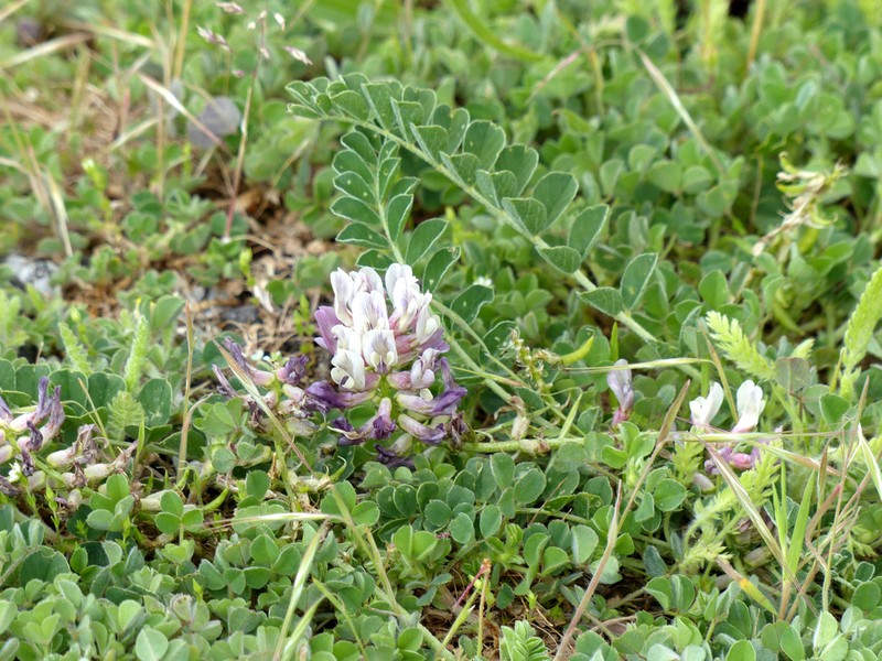 Astragalus depressus photo 5