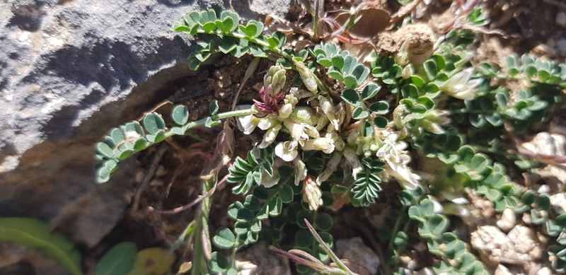 Astragalus depressus photo 6