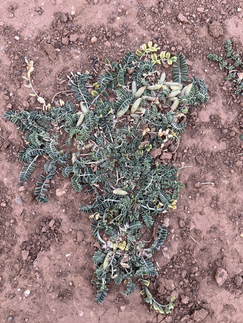 Astragalus depressus photo 7
