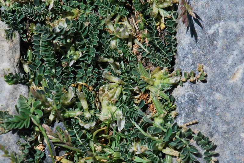 Astragalus depressus photo 8