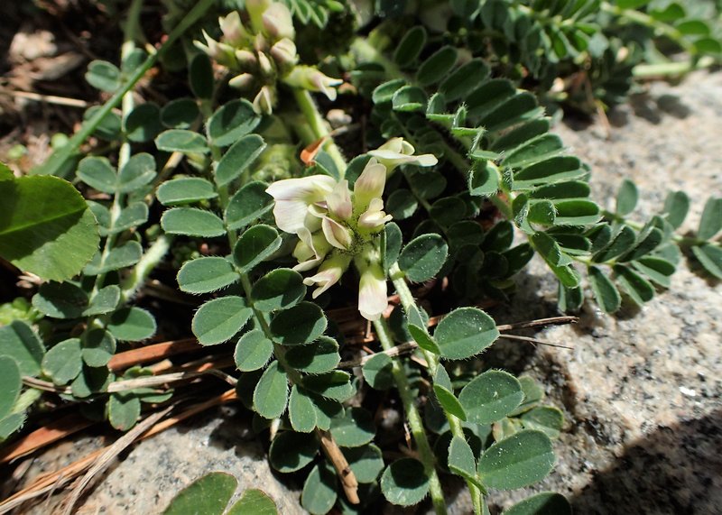 Astragalus depressus