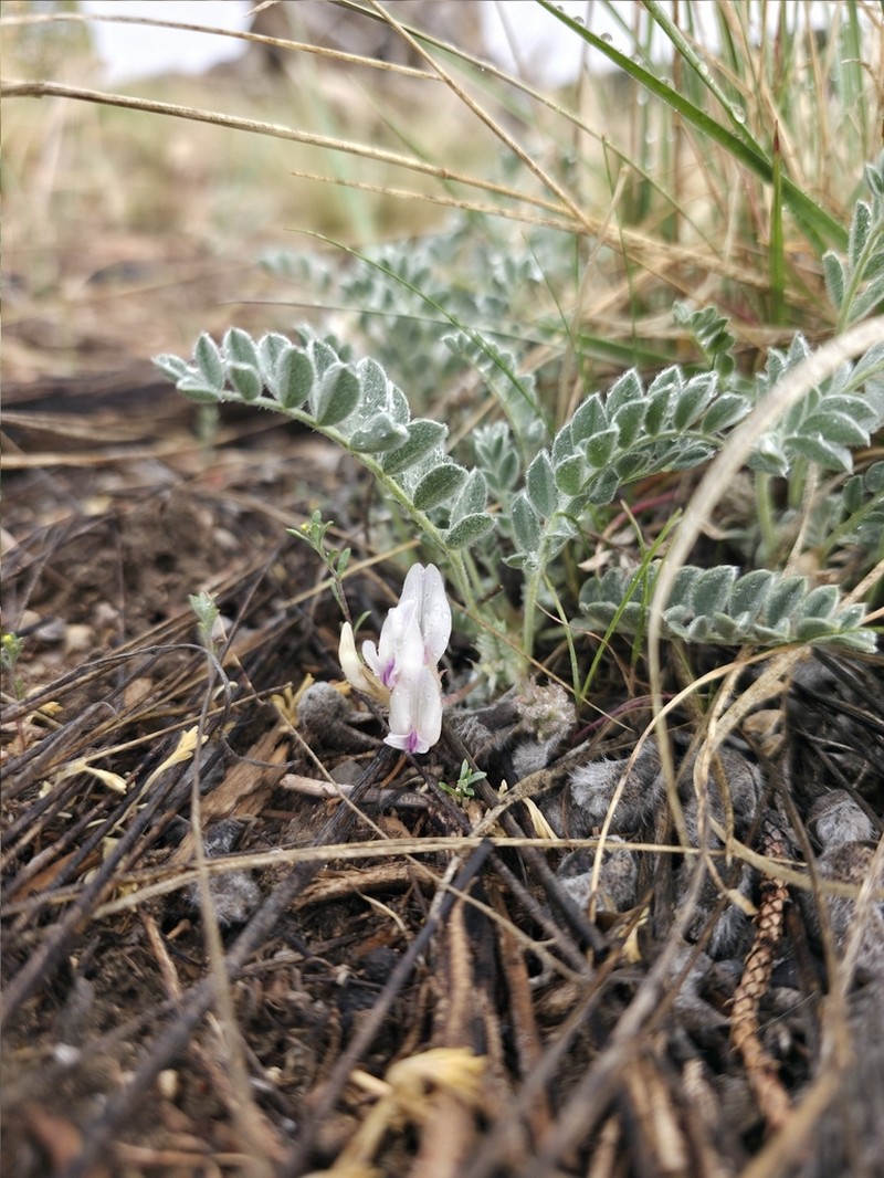 Deseret Milkvetch photo 4