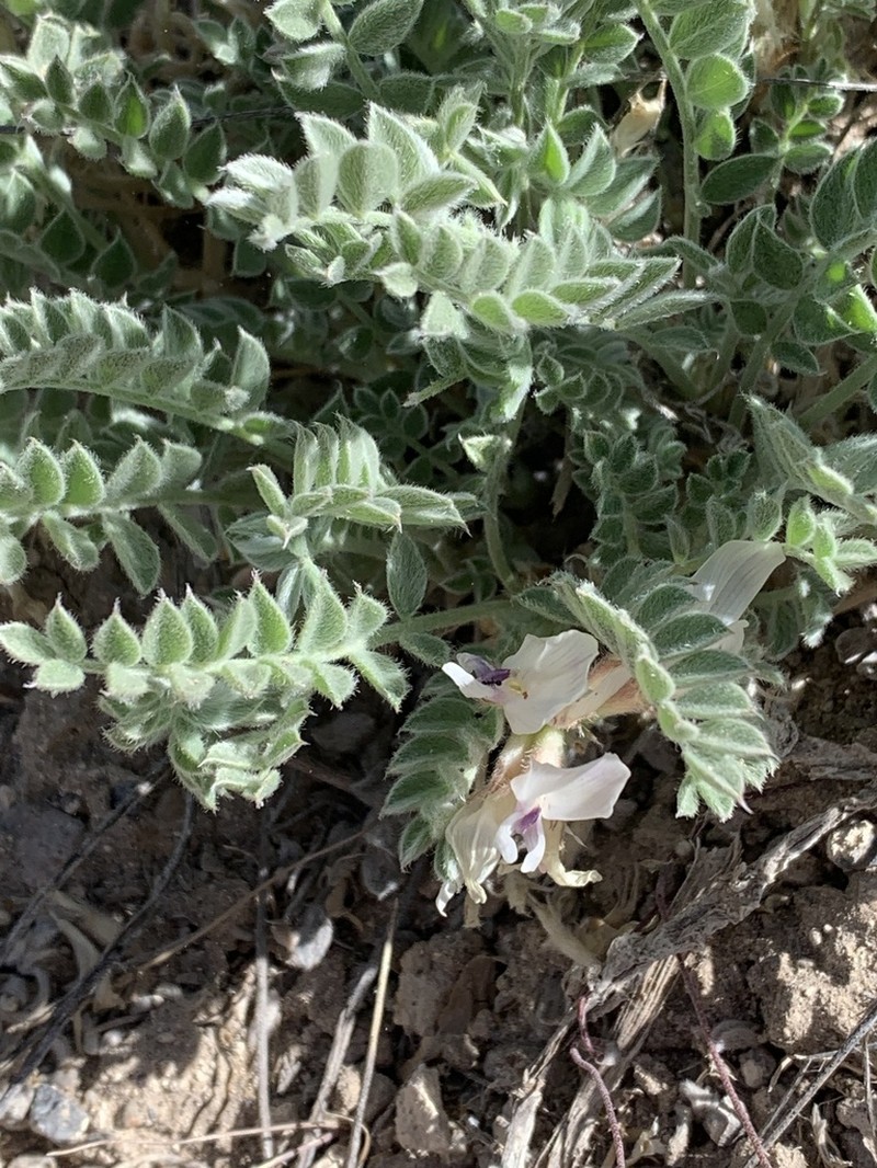 Deseret Milkvetch photo 5