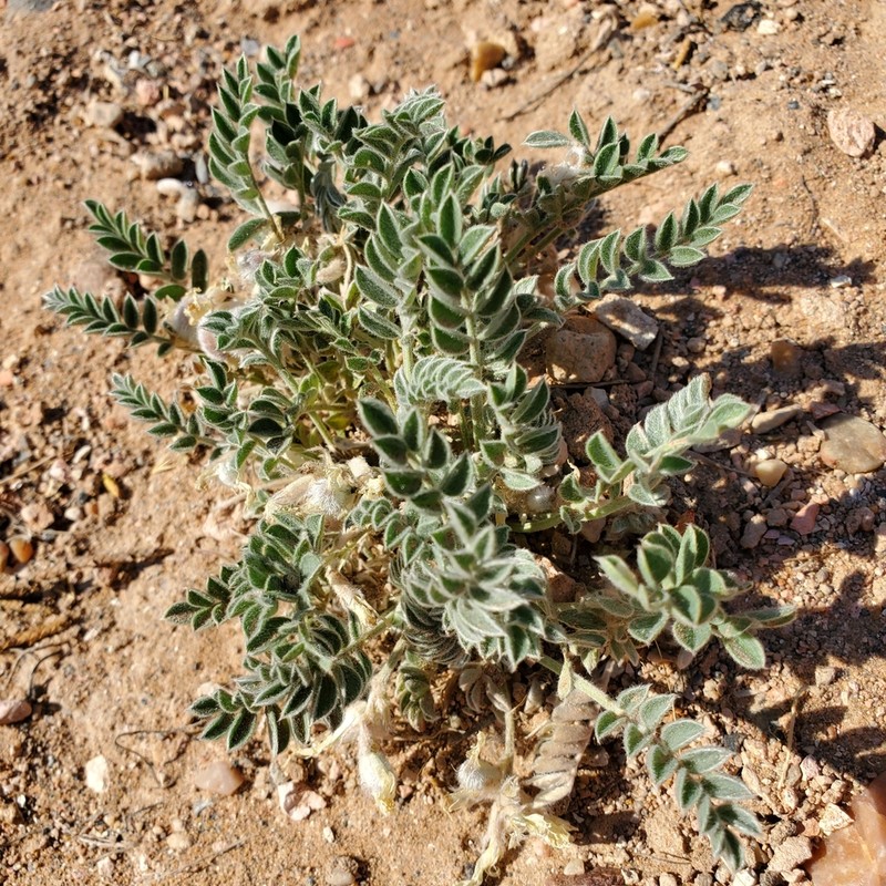 Deseret Milkvetch photo 6