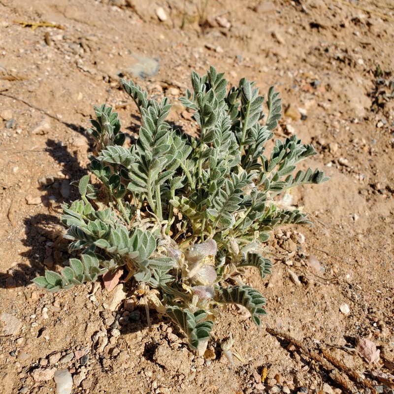 Deseret Milkvetch photo 7