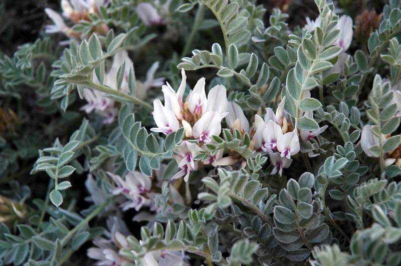 Deseret Milkvetch photo 4
