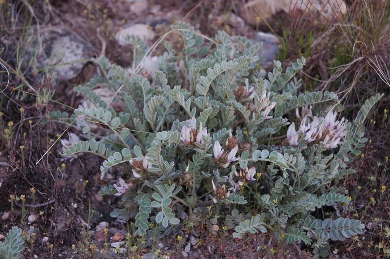 Deseret Milkvetch