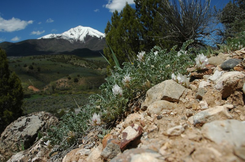 Deseret Milkvetch photo 2