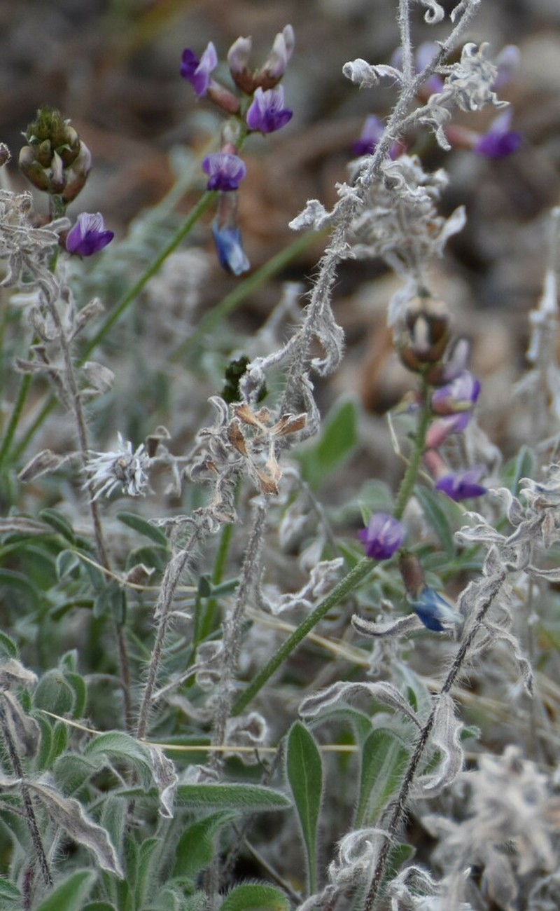 Rimrock Milkvetch photo 3