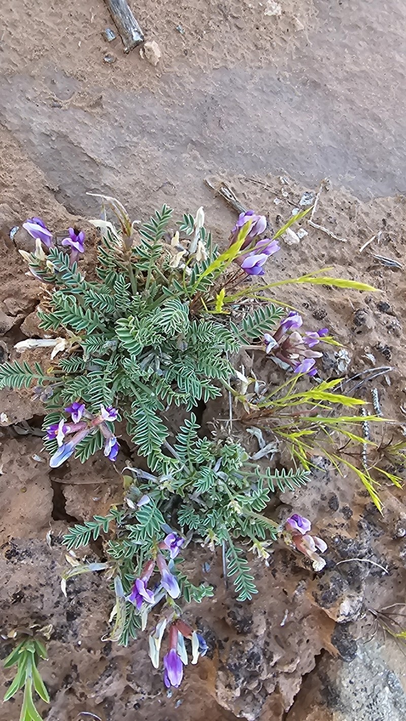 Rimrock Milkvetch photo 4