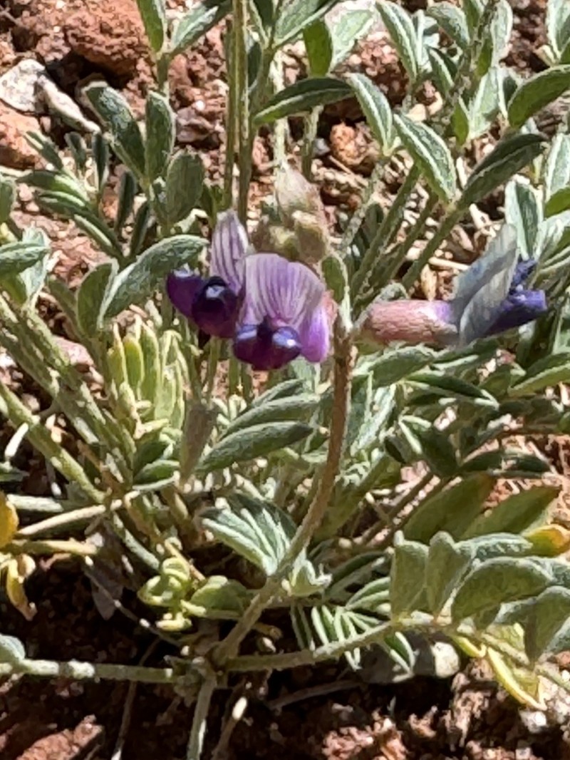 Rimrock Milkvetch photo 5