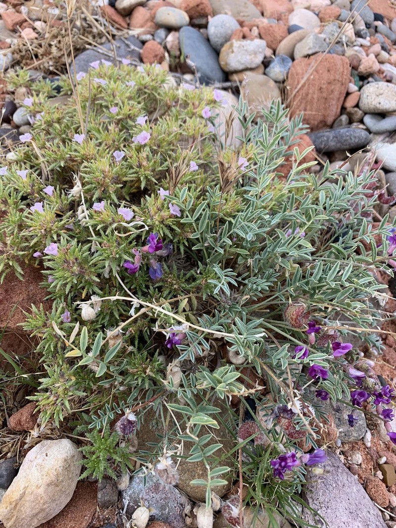 Rimrock Milkvetch photo 6