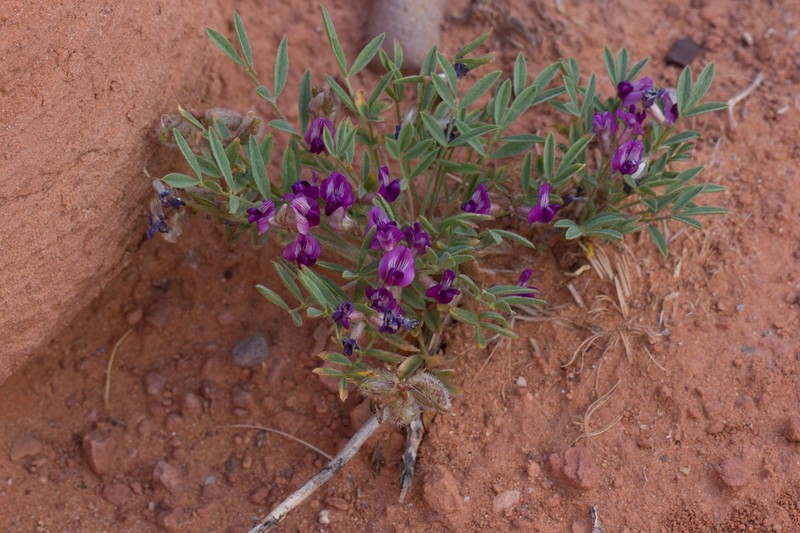 Rimrock Milkvetch photo 7
