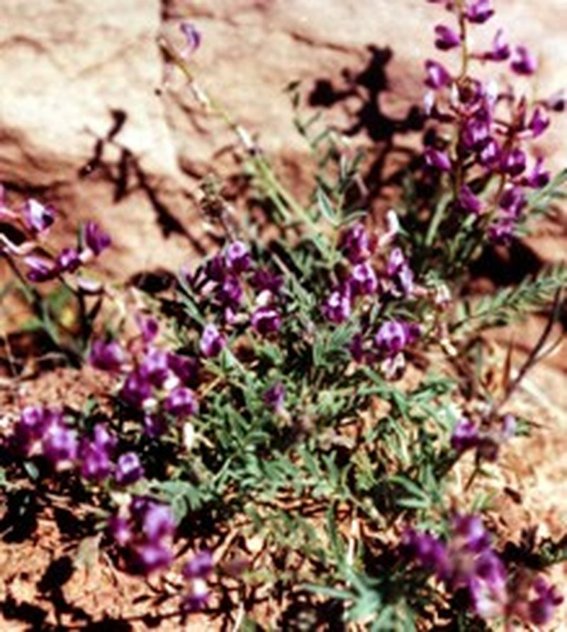 Rimrock Milkvetch