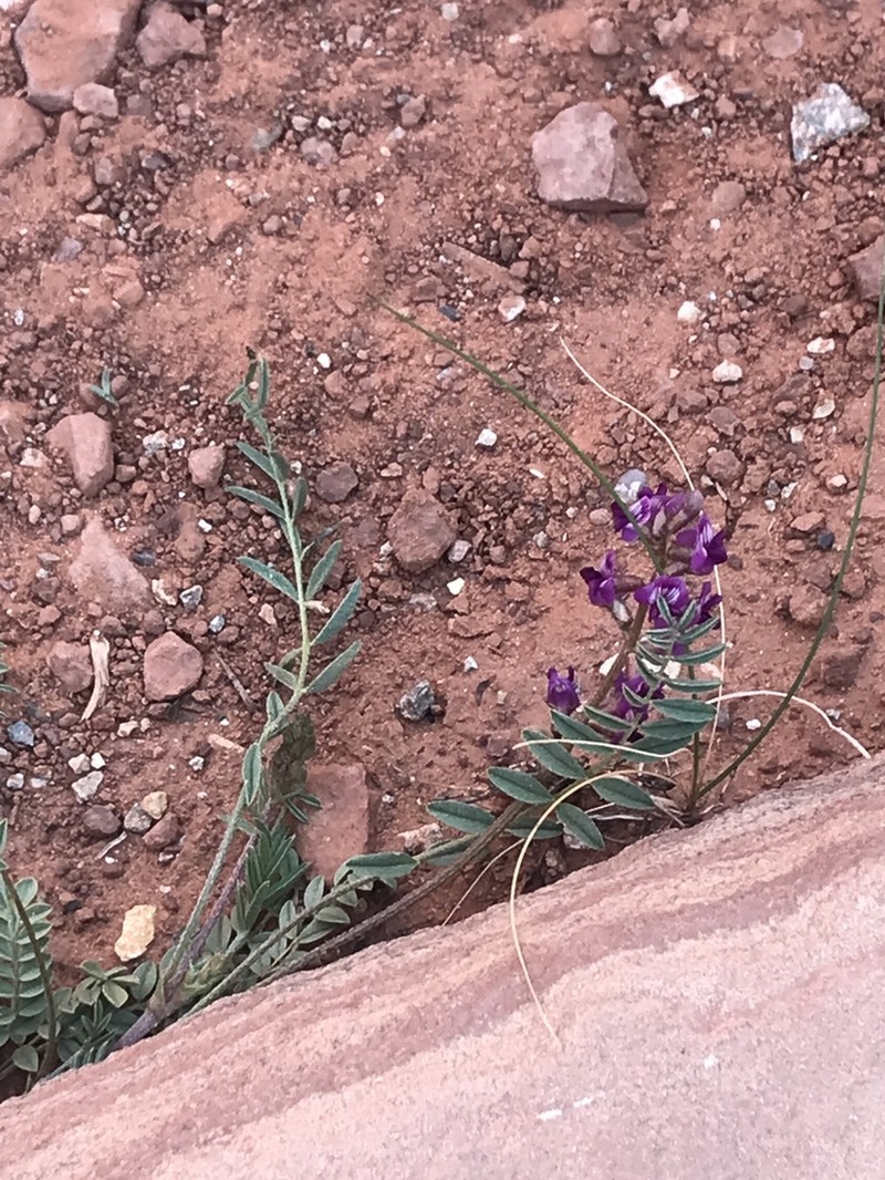 Rimrock Milkvetch photo 2