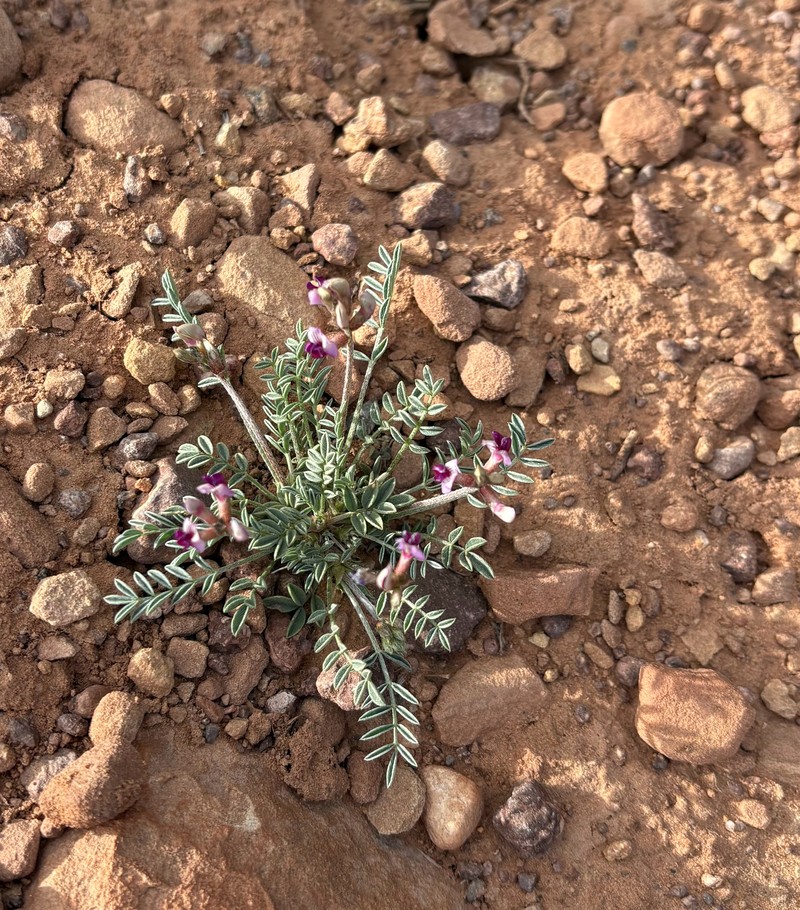 Astragalus desperatus var. desperatus